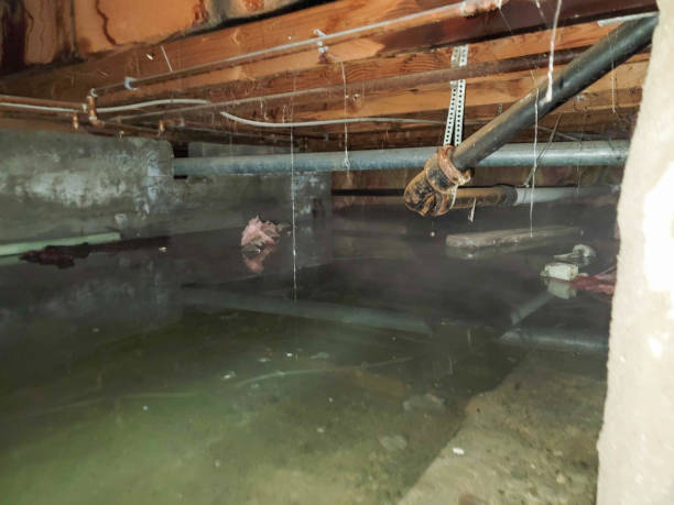 Best Basement water damage restoration  in , MT