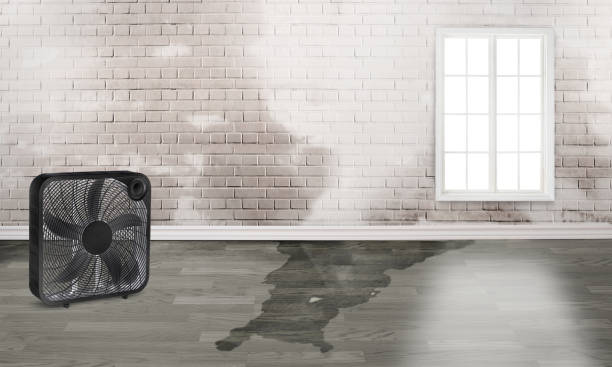 Best Ceiling water damage repair  in , MT