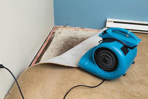Best Water damage repair service  in , MT